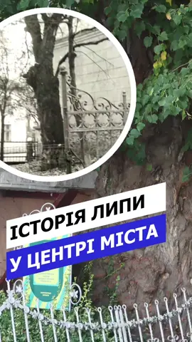 Найстаріша липа у Тернополі #тернопіль #історія 