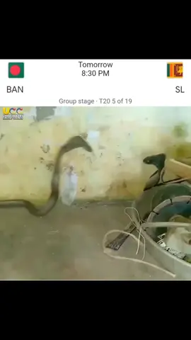 Another Asia Cup, Another nagin Derby 🐍🐍 #foryou #unfrezzmyaccount #trending #viral @TikTok Bangladesh 