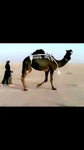 ام_الفحل_حاكــــم_الـ_مــثــيــب