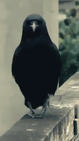 ✨ Di antara riuh burung-burung yang indah, gagak tampil sederhana. Namun dari kesederhanaannya, kita belajar bahwa kebijaksanaan tidak selalu bersuara merdu. Tuhan menciptakan gagak agar manusia mengerti: keagungan tidak selalu datang dari rupa, tetapi dari makna. #subhanallah❤️ #masyaallah #burunggagak #animals #hewan    