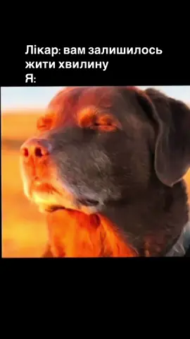 Мед для вух)0)