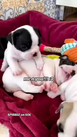 :3#fyp #viral #pibble #trending