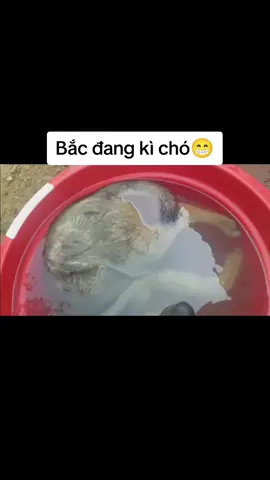 #xuhuong #backicho 