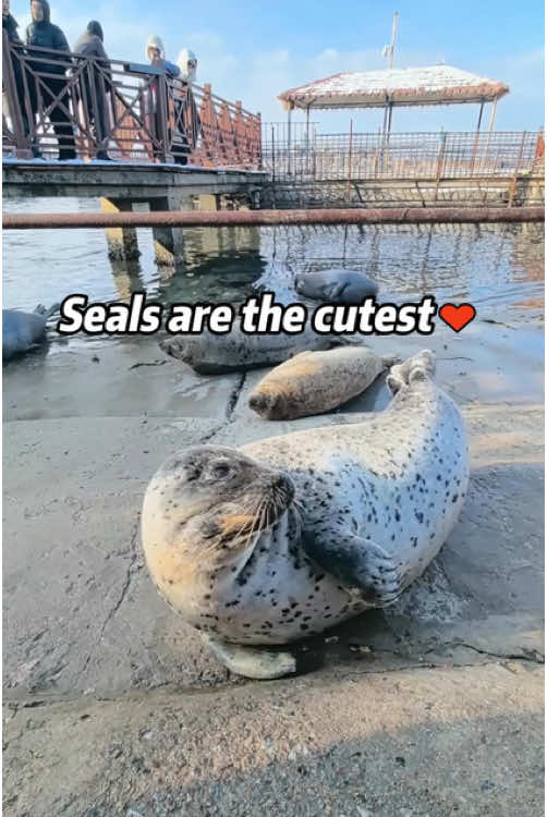 Seals are the cutest♥ #seal #silly #cute #seals #funny #sillyseals #sealsoftiktok #funnyseal #sealcore #sealfyp #sealtok #sillysealboy #sillyseal #cutie #foca #fyp #foryou #foryoupage