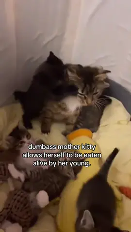 i think she just tired poor kitty #spirituality #cat 