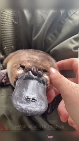 Platypus #funnyvideos #platypus #animals #fy #cuteanimals 