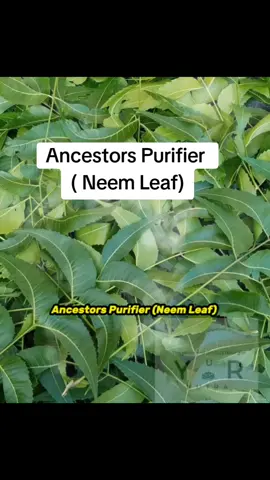 Ancestors Purifier (Neem Leaf) #NeemLeaf #HerbalPurifier #AncestralHealing #SacredPlants#usatiktok🇺🇸  