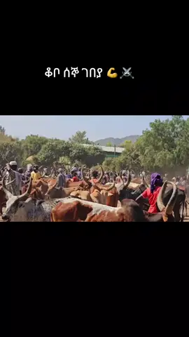 #amara💚💛❤tiktok #ኢትዮጵያ_ለዘለዓለም_ትኑር💚💛❤ 