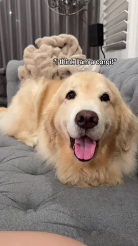 Corgi influence is so strong 😅#goldenretriever #corgi #dogloaf #shortlegs 