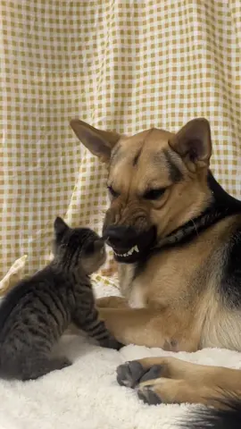 Cats and dogs are best friends #dog #cat #funnyvideos #funny #foryou 