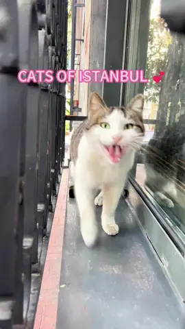 The soul of Istanbul cats 🐈💕#usa #funnymoments #foryou #funnyvideo #cute #cat #istanbul #catsoftiktok 