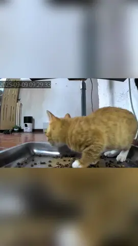 Cats monitored by automatic feeders🤣🐾#funnycat #cat #tiktokcats #funnyvideos #funnytiktok #usa #catsoftiktok #funny #Foryou #tiktok #lovetiktok 
