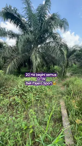 Kalau dirawat, dipupuk, diperhatikan, kebun sawit juga bisa balas jasa sama Tuannya #fyp #petanimuda #sawit 