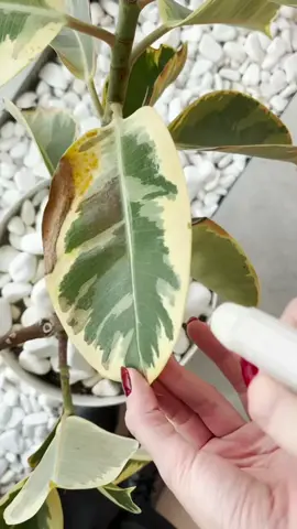 🔍 Identify plants in seconds  🌍 Plant disease self-diagnosis  🌿 Instantly identify over 17,000 plant species  💧 Detailed tips on plant care  Plant Identifier - Plant Care is the best app to identify plants and learn how to care for them with one snap.  v91-100#fyp #PlantTok #plantmom #houseplants #plants #plantcare #plantlover #indoorplants #monstera #indoorjungle