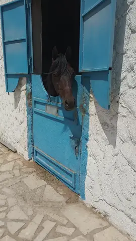 مربط الزاهية للخيول العربية😳🐎🔥🌝