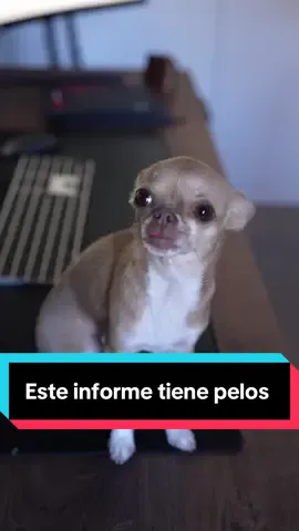 Trabajar en familia es lo que tiene. Y más si tienen 4 patas y pelo. 