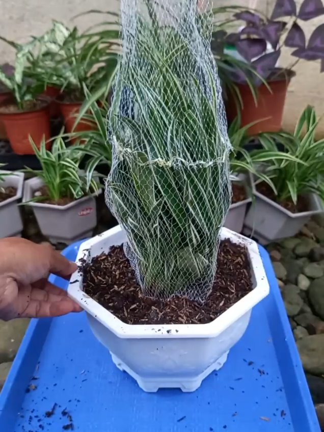 hassle free repotting #foryoupagе #garden #plantita #spiderplant 