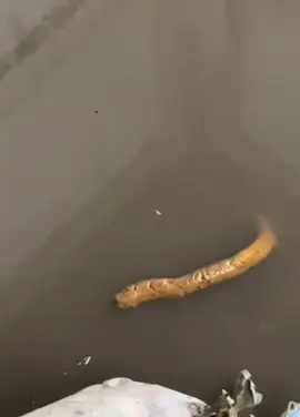 HEBOH!!! WARGA DUSUN 1 CICANGKUNG MEMBAGIKAN SEBUAH VIDEO PENAMPAKAN ULAR LANGKA YG HAMPIR PUNA. KONON ULAR TERSEBUT MUNCUL APABILA ADA SESEORANG YG MENGALAMI KESAKITAN DI BAGIAN PERUT. 