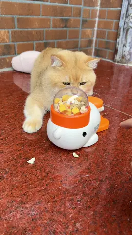 貓：你就說出沒出來吧 #cat #cattoys