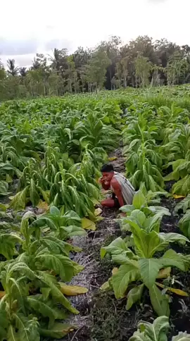 sabar ton sabar#storysasak #lombokvirall🌴🌴 #lokboktengah #masukberandafyp #fyppppppppppppppppppppppp 