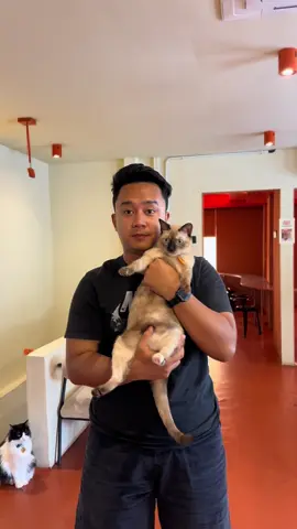 Cat lover kalau ke kuala lumpur jangan lupa mampir kesini ya! Anabulnya gemoy2 #catcafe #kualalumpur #poppykat 