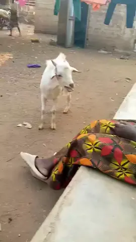😁😁 kitaalam hii imekaaaje mbuzi anashda gani