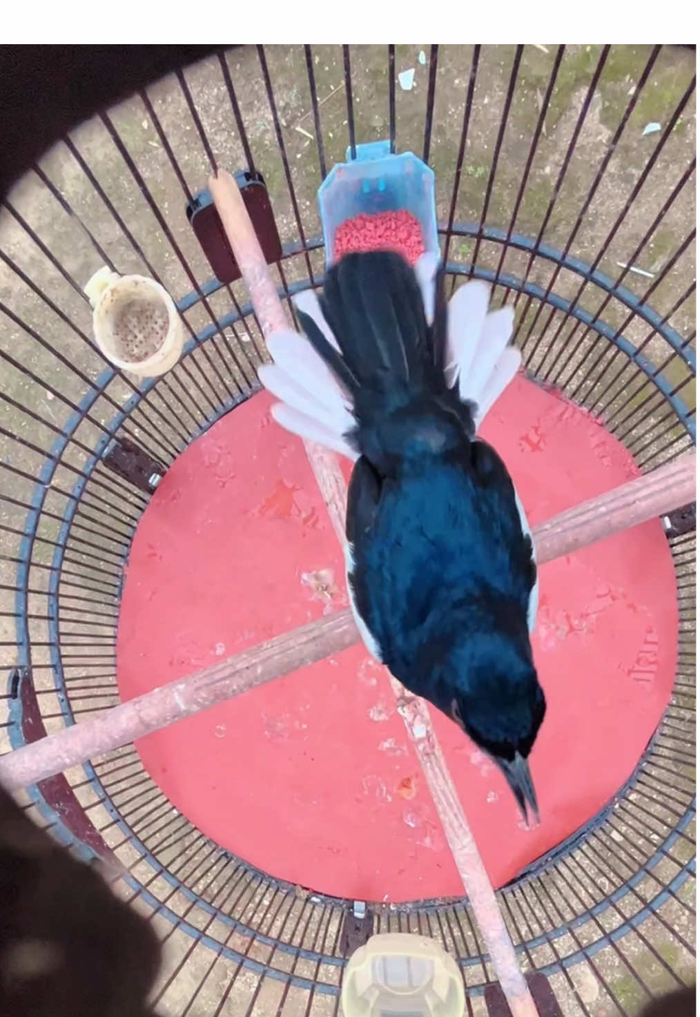 #CapCut  #kacer  starling #kacermaniaindonesia  #kacermania  #kacerkonslet 