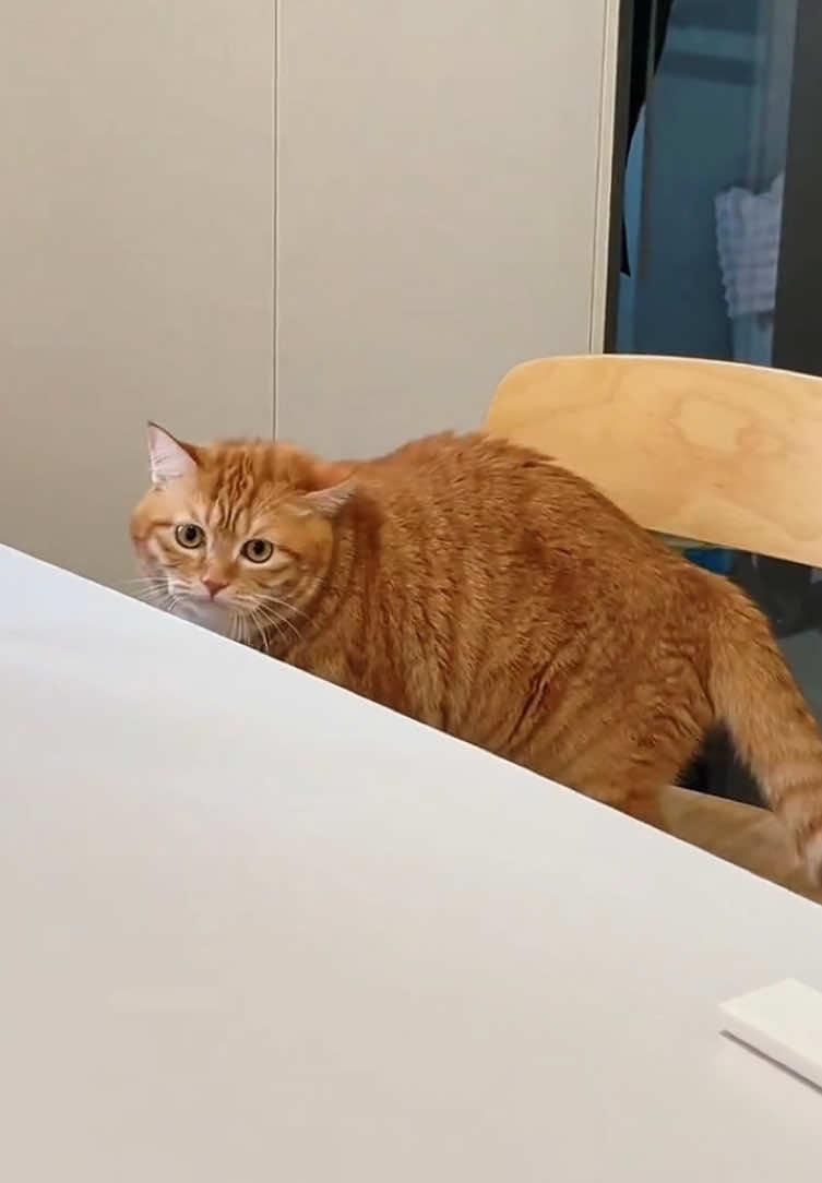 Orange Cat Action #cat #cats #catsoftiktok #funny #funnycat #funnyvideos #catlover #fyp #foryou #pet #pets