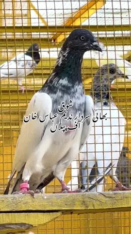 #استادسردارمدثر #سردار ندیم عباس خان پپلاں #کلئیےخیل۔گروپ۔آف۔پپلاں #tiktokviral #foryoupage 