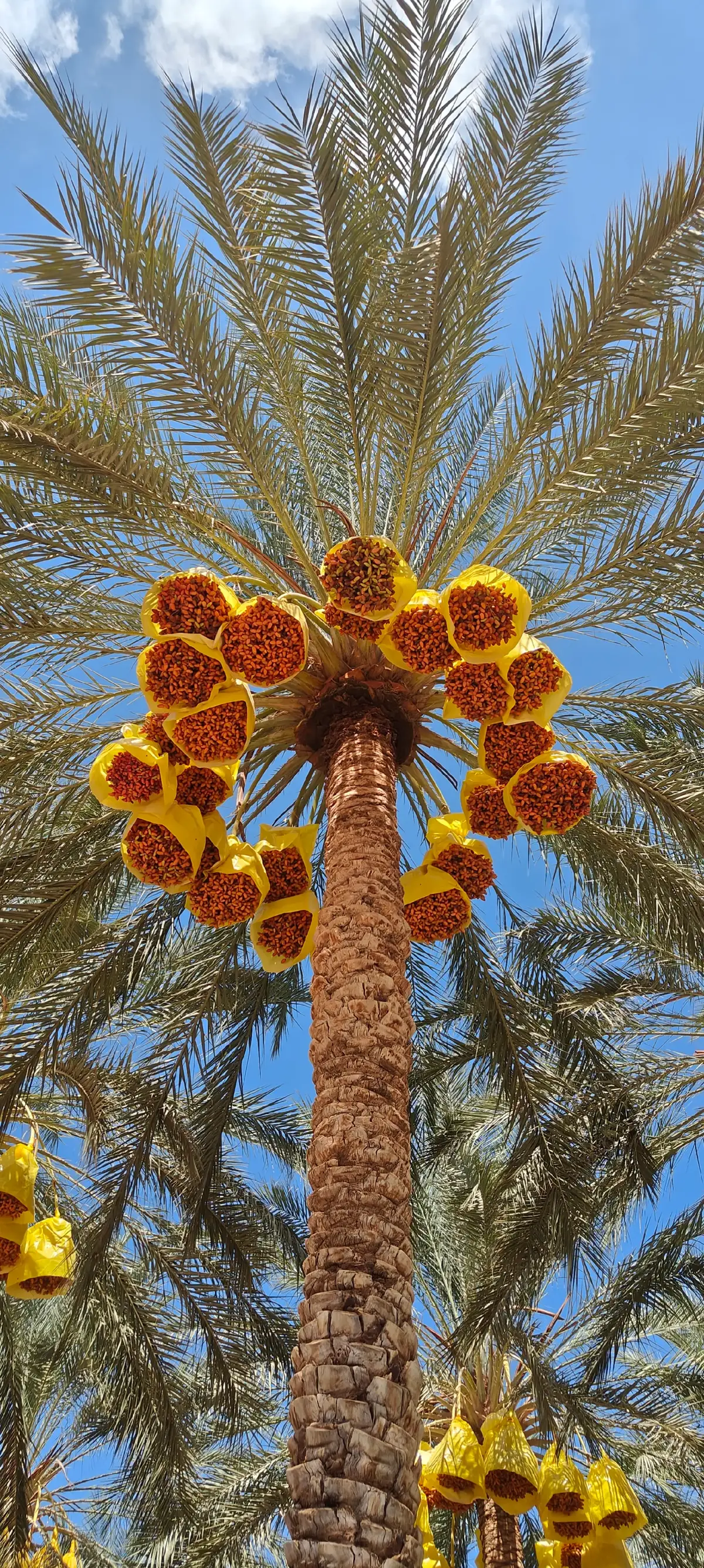 #طولقة_بسكرة07❤️🌴🌴 