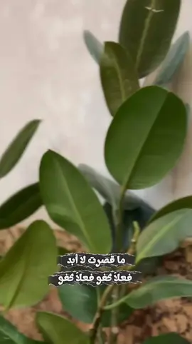 #CapCut #خدام_الحسين #foryou #foryoupage #fyp 