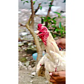 #Hnji❤️‍🔥 #apna shoq 🐔❤️#گجرات___والے___ہیں #aseellover 