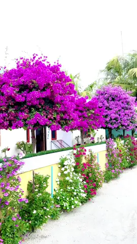 #foryourpage #tiktokmaldives🇲🇻_maldives_ #kaashidhoo #foryoupage #fypシ゚viral🖤tiktok☆♡🦋myvideo #fypシ 