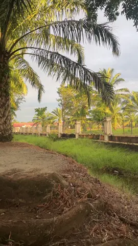 Suasana sore di kampung 😘🥰 #aceh #acehviral #laguaceh #laguacehviral #soundaceh #kupiahteukuumar #fypviralシ #fyppppppppppppppppppppppp 