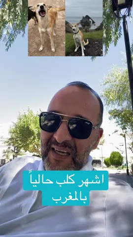 اشهر كلب حالياً بالمغرب