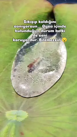 bazen nefes alamadığını düşündüğün yer aslında seni hayatta tutan tek yer olabilir.. her sıkışmışlık kaçmak gerektiği anlamına gelmez bazende durman gerekir.. güçlenmen anlaman dönüşmek için, #unutma şu damlası küçük olabilir ama içindeki hayat sonsuzdur... 🙏