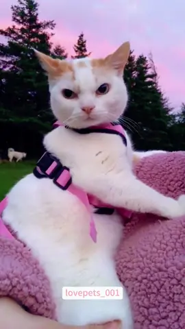 The cat’s expression is saying something…#cat #cats #catsoftiktok #catlover #funny #foryou #funnyvideos #viral #usa #fypシ #funnymoments #funnytiktok #fyp #cute 