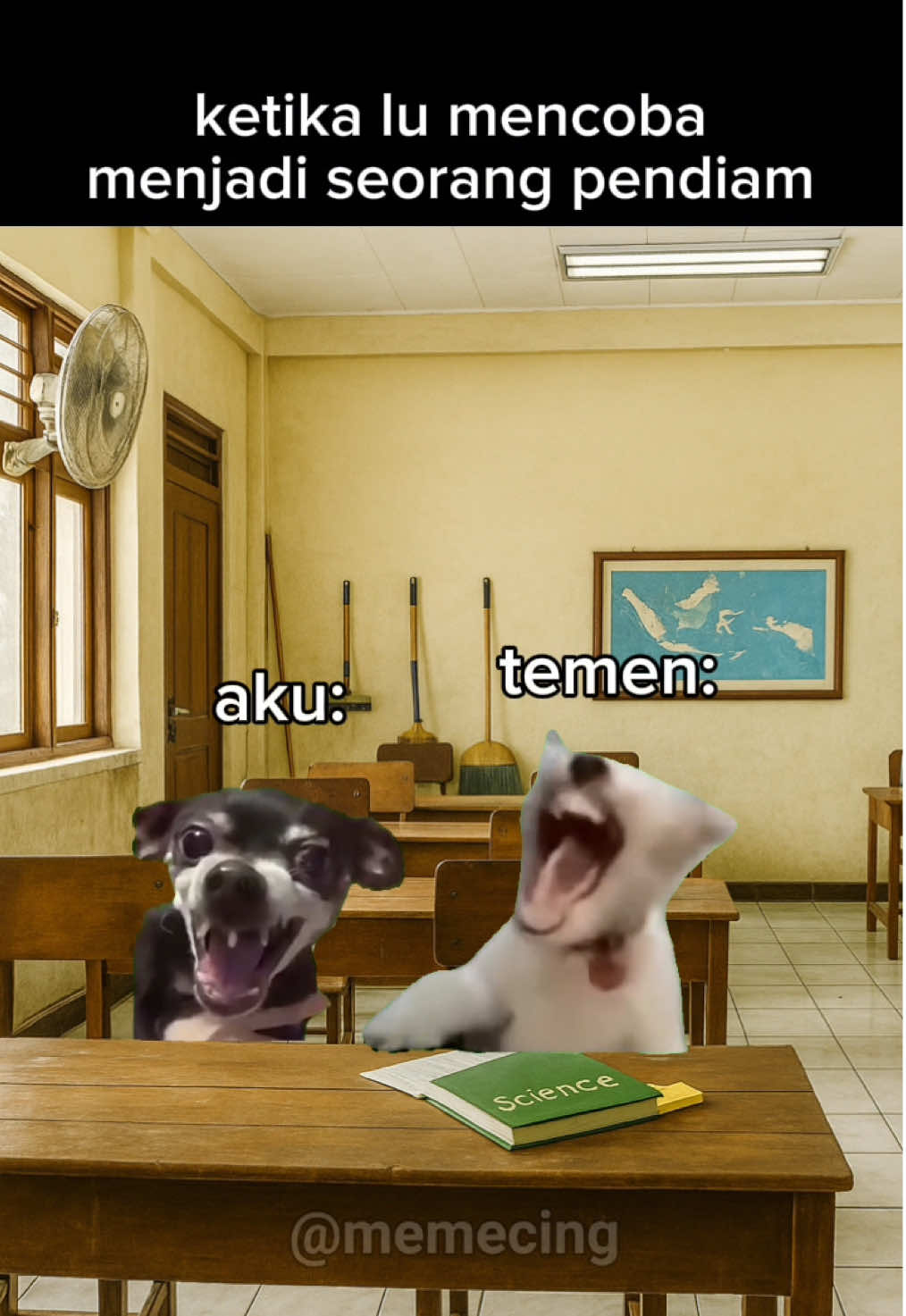 dia diem aja gw ketawa #meme #memekucing #kucinglucu #catmeme #fyp 