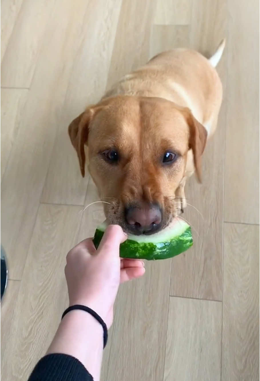 small bite🐶🤣🤣#dog#funny#funnyanimals#funnypets#animals #dogsofttiktok #pet #foryou #longervideos