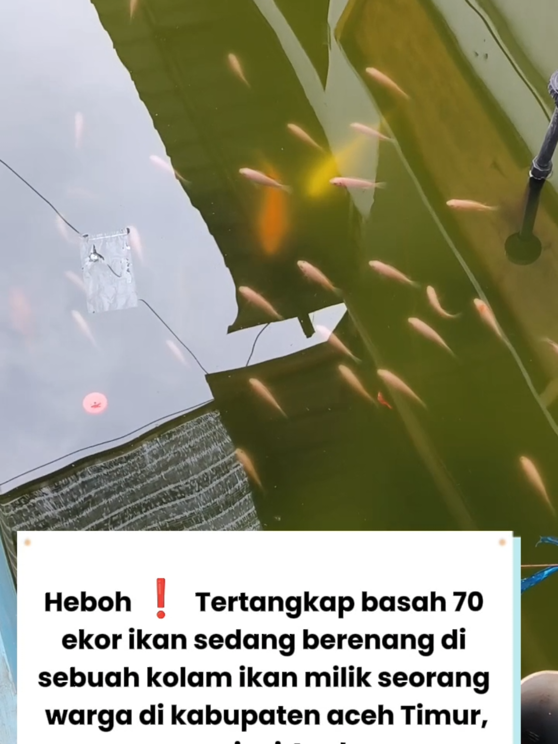 Heboh ! Terciduk beberapa ekor ikan sedang berenang di sebuah kolam ikan milik seorang warga.#berita #beritaviral #fyp #viral #foryou 