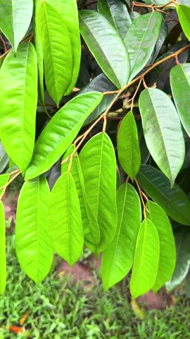 Giữ rầy cơi cuối #locsaurieng #kythuatsaurieng #durian #saurieng 