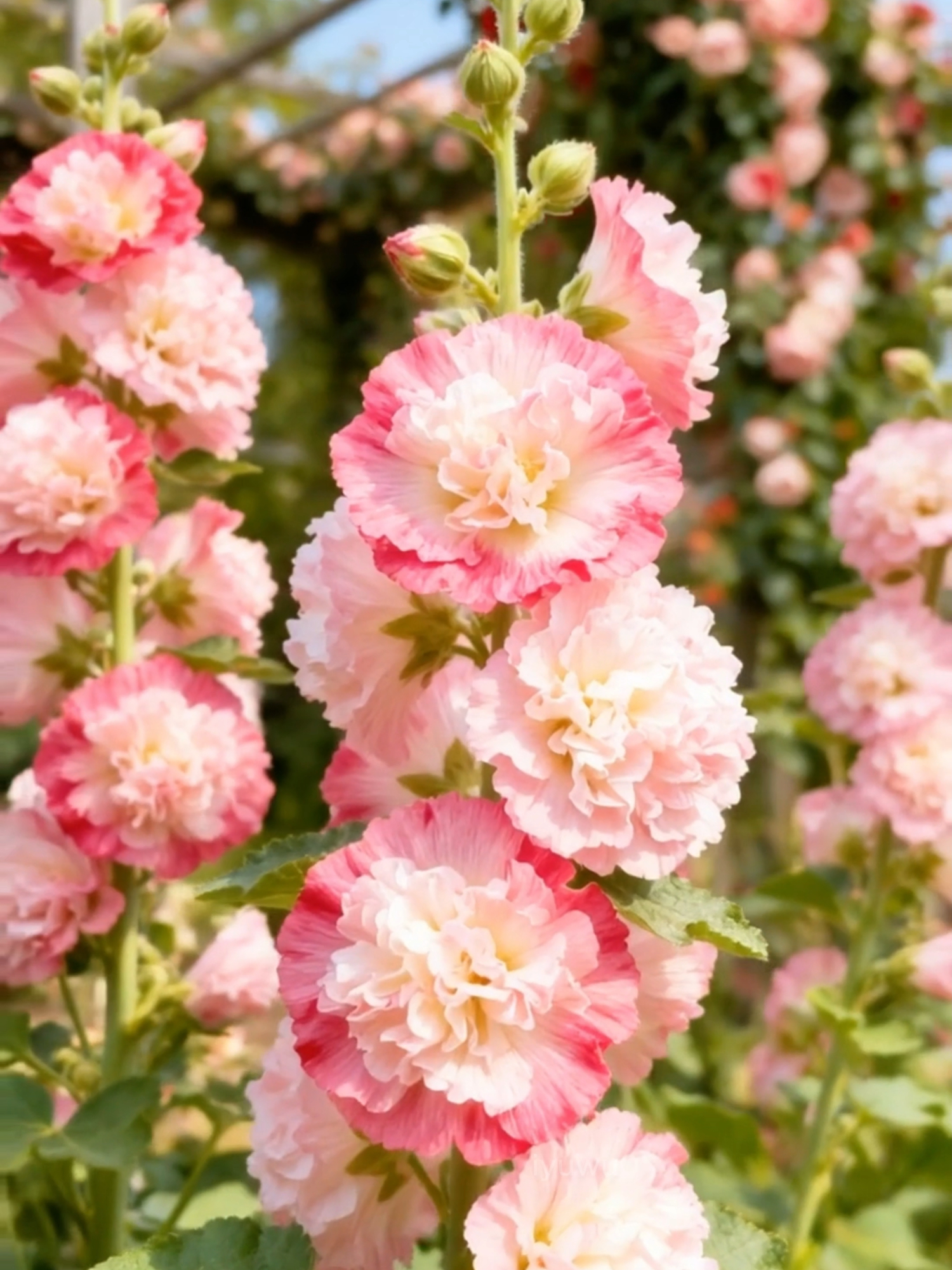 #Hollyhock #flower #plantlover #tiktok #garden