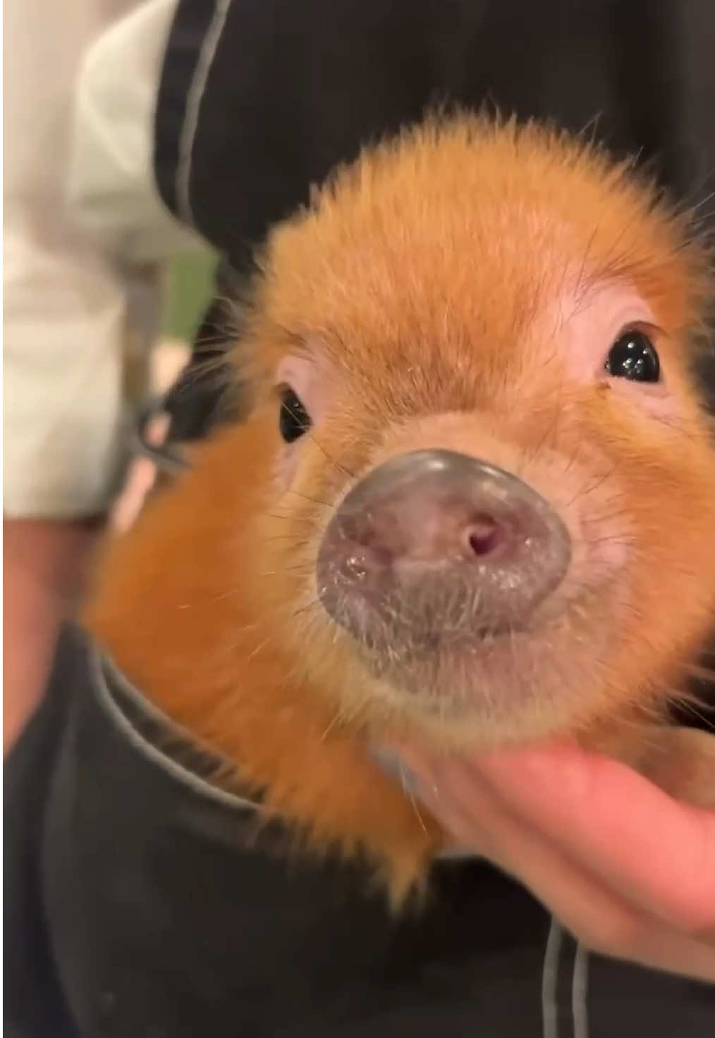 ポケットにすっぽりなマイクロブタさん🐷💗気分はカンガルー🦘？ #mipigcafe #mipig #micropig #animals #マイクロブタ 