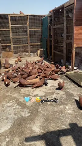 #طيور #تور #بغداد #زواجل_بغداد #ابـن_الـمــديـنـة🦅 