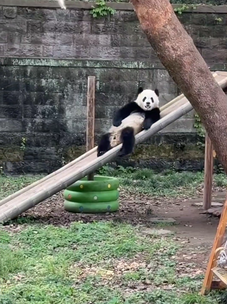 12.09  想念爱爱的第110天。 Day 110 of missing Ai Ai...  #大熊猫渝爱 #大熊猫 #yuaipanda #cutepanda #creatorsearchinsights 