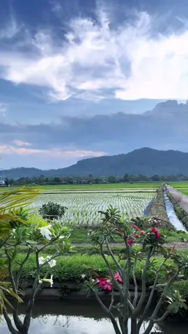 Pemandangan Merasi di sore hariii,, gak kalah cakepp nya sama jogjaa🍃#merasi #pondokmwberserii #jogjanyamerasi #merasilubuklinggau #fyppppppppppppppppppppppp 