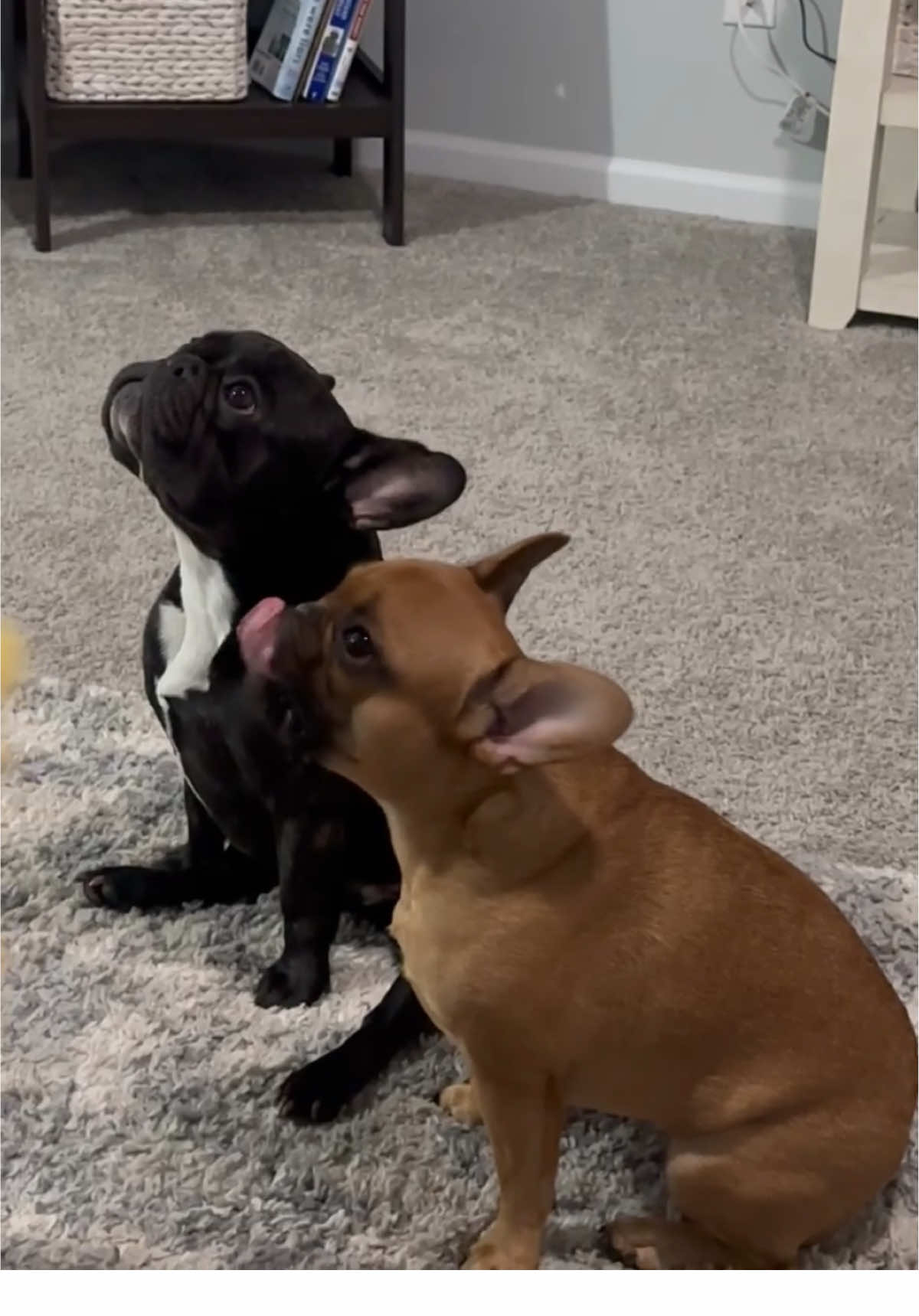 i'm sure she'll listen next time... #deez #star #fyp #frenchie #frenchbulldog 