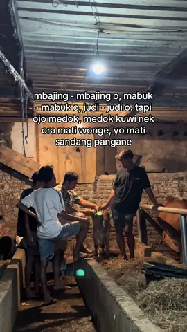 rungokno cah!!!!  #sapi #sapiindonesia #peternakmuda 