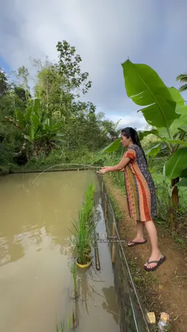 Ngusep lauk hela baraya #rismanirmalasari #gadisdesa #suasanapedesaan #suasanakampung #pedesaan 