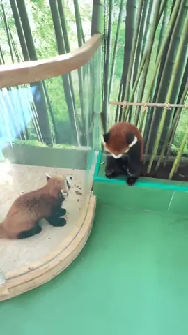 Red panda #redpanda #animals #adorable #fyp #cuteanimals 